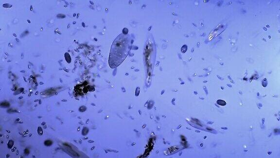 纤毛虫微生物集落