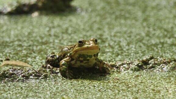 俄罗斯池塘中的沼泽蛙(龙眼蛙)