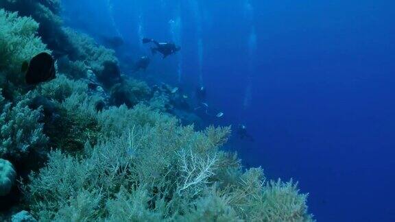 一群小热带鱼软珊瑚