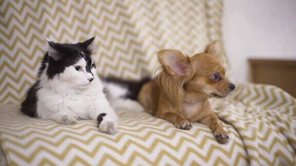 猫和狗吉娃娃狗和毛茸茸的猫躺在家里的沙发上