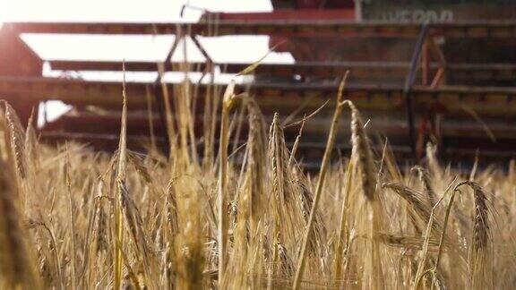 近距离的玉米穗在金色的麦田与脱粒机卡车接近的背景失去焦点拖拉机耕种