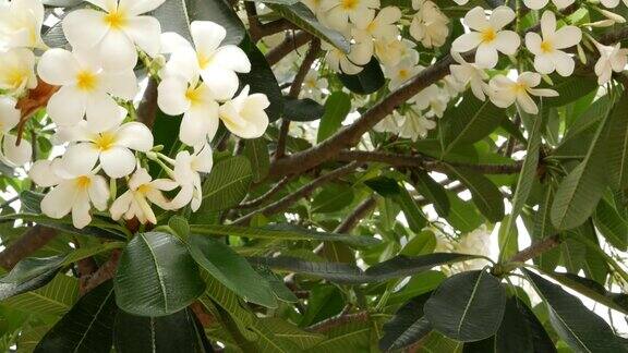 许多奇异的白色花朵盛开的鸡蛋花一套白色的热带花在绿色的树上自然热带异域背景