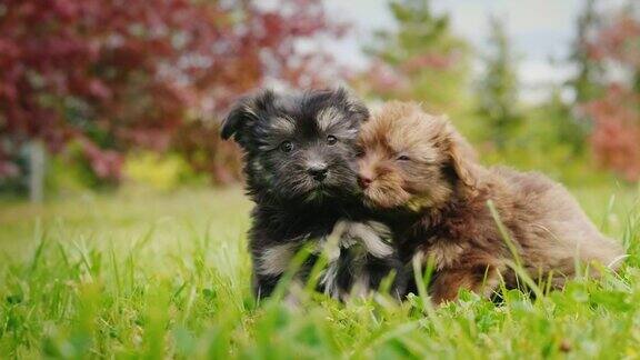 两只小狗在草坪上玩耍有趣的宠物