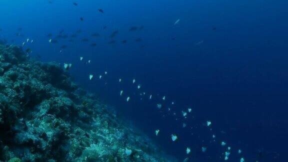 成群的鱼蝴蝶鱼鲭鱼在珊瑚礁