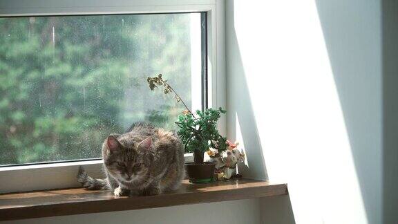 窗口猫躺在窗户附近的窗台上