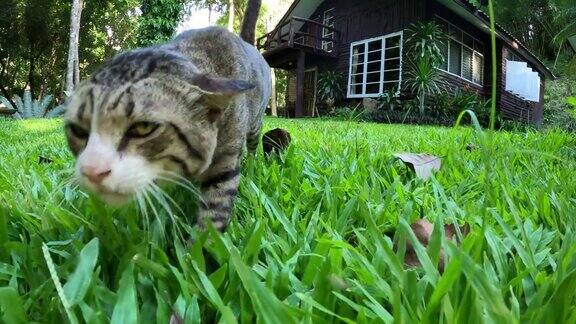 猫在绿色草地上散步