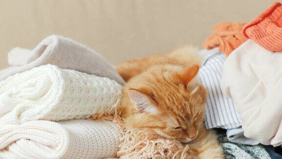 可爱的姜黄色小猫睡在一堆针织衣服上暖和的针织毛衣和围巾叠成一堆毛茸茸的宠物在羊毛衫中间打盹舒适的家庭背景