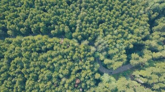 森林中移动汽车的道路鸟瞰图