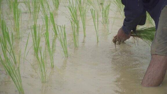农民在稻田里工作