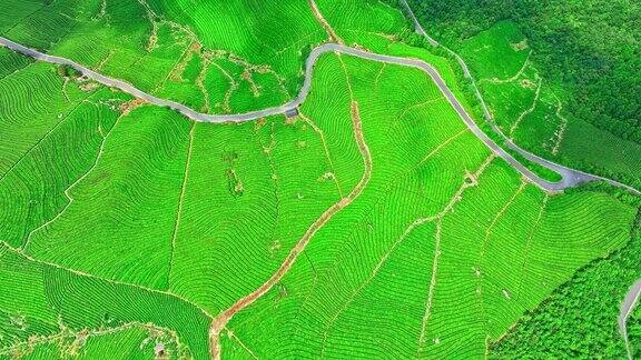 航拍的中国杭州绿茶种植园自然风光