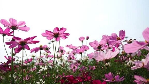 美丽的粉红色宇宙花与蓝天背景