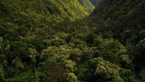 低空飞行在茂密的热带森林上空