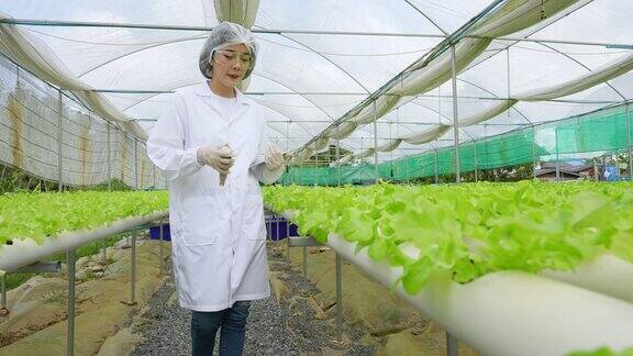 亚洲女性科学家们利用设备和数码平板电脑在温室实验中对水培有机蔬菜实验的质量和数量进行检查