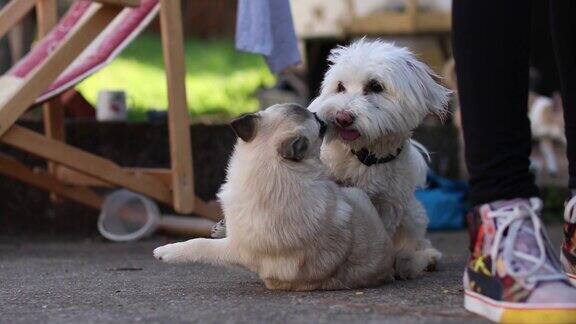 一只混血狗和一只马耳他狗在院子里玩耍