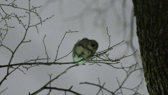 鼯鼠坐在树枝上吃着日本榆树的雄蕊