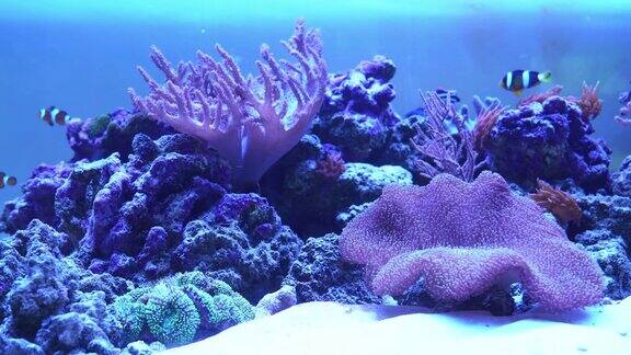 有异国情调鱼类的珊瑚礁水族馆