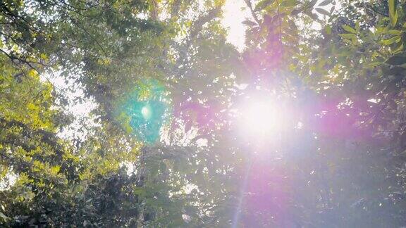 阳光照耀森林