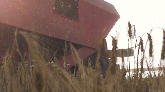 金黄的麦田里玉米穗在地面上飞舞脱粒机卡车从旁边驶过拖拉机耕种