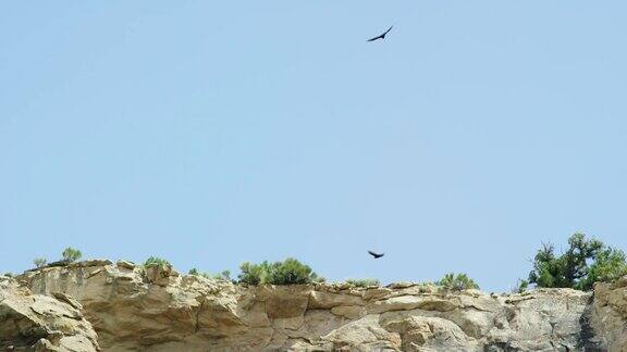 在晴朗的蓝天下几只鹰在高高的沙漠的悬崖边盘旋