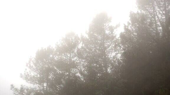 3张雾雾自然的照片