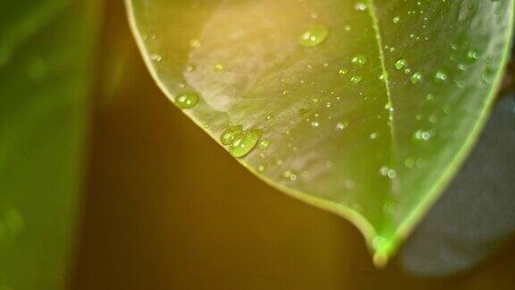 雨点落在湿润的叶子上