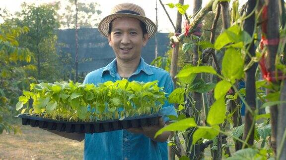 年轻的亚洲男子农田持有番茄幼苗准备种植在蔬菜田的农场