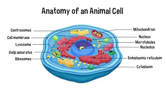 解剖动物细胞图