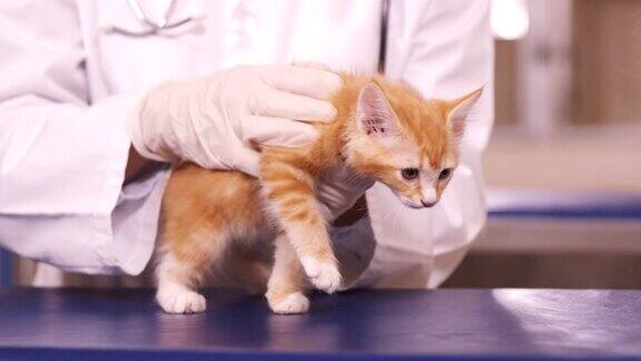 兽医抱着一只猫