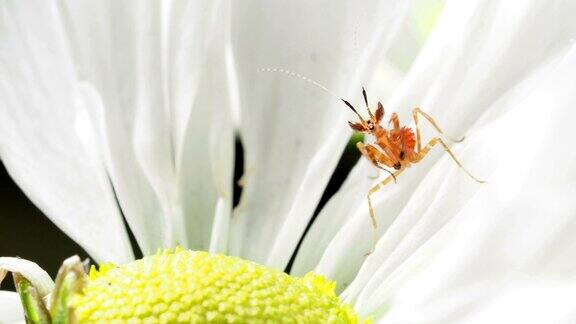 花中的小螳螂