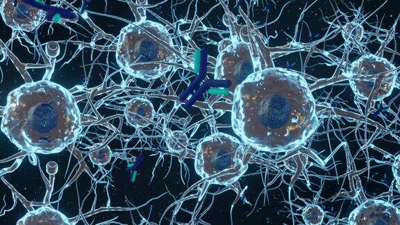 人脑一侧的神经元或神经细胞