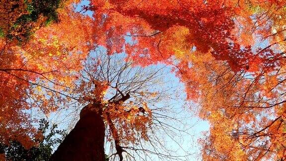 在阳光明媚的日子里日本东京的秋天森林里红色和橙色的枫叶