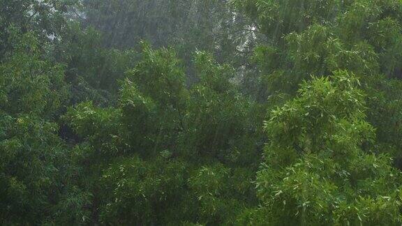 树在雨天在风中摇摆