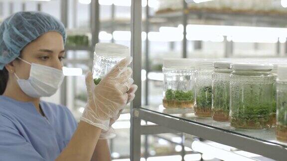 科学家在植物学实验室检查离体植物