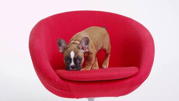 一只法国斗牛犬在一张红色椅子上探索用R3D拍摄