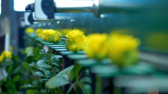 黄色花瓣的玫瑰在工厂的分级机上移动并摇动