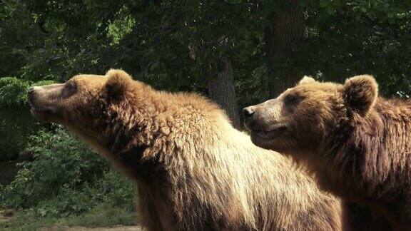两只棕熊