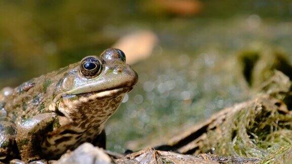 青蛙坐在河边的岸边特写镜头蟾蜍的肖像