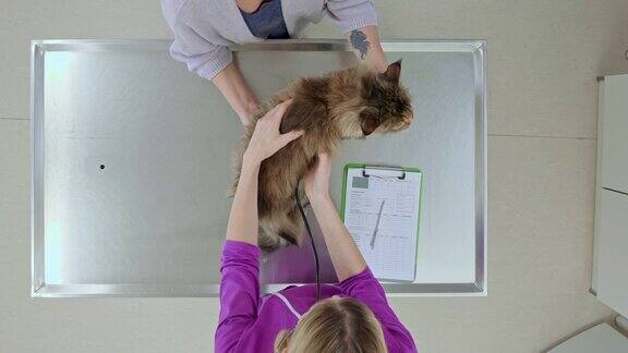 上面女兽医在检查台上听着猫的心脏和肺