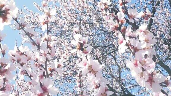 春天的桃红树开花了