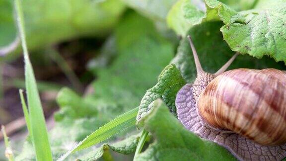 自然界中的葡萄蜗牛特写镜头