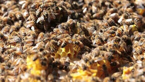 蜂房上的蜜蜂靠近