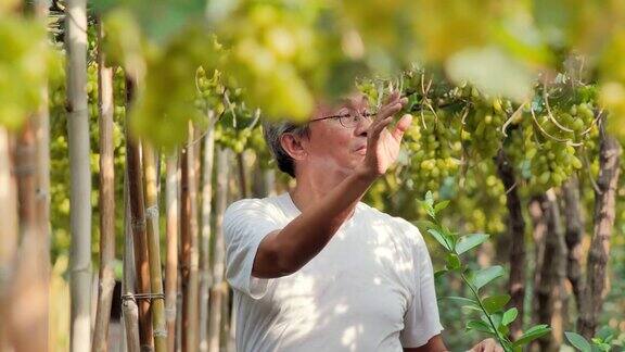 老人在他的花园里摘葡萄