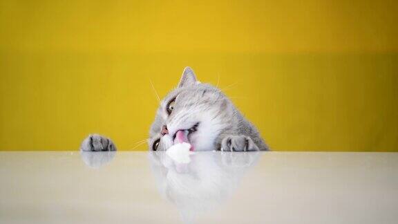 肥胖的猫(灰色的英式头发)舔着洒在桌子上的冰淇淋