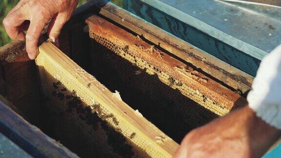 养蜂人的手是工作与蜜蜂和蜂箱在养蜂场
