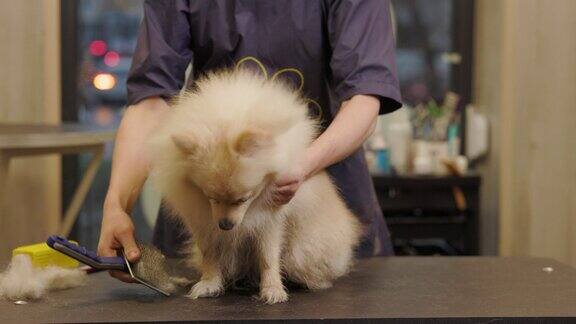 快乐可爱的白色博美犬正在美容院进行美容专业照顾狗在专门的美容沙龙