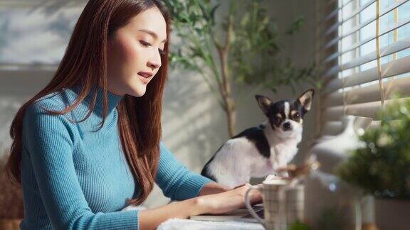 有魅力、聪明的亚洲女性桌子上放着狗在家工作客厅里放着笔记本电脑都市生活方式