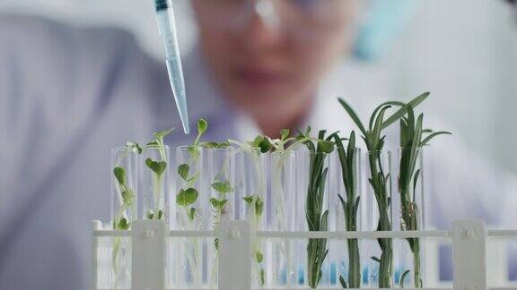 在实验室里用植物做实验的科学家