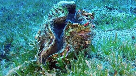 巨型蛤