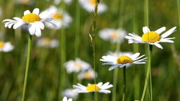 春天的微风中草地上盛开着白色的玛格丽特或雏菊花