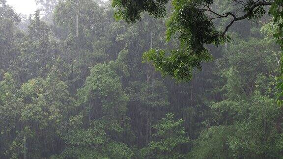 泰国清迈森林中的雾和雨
